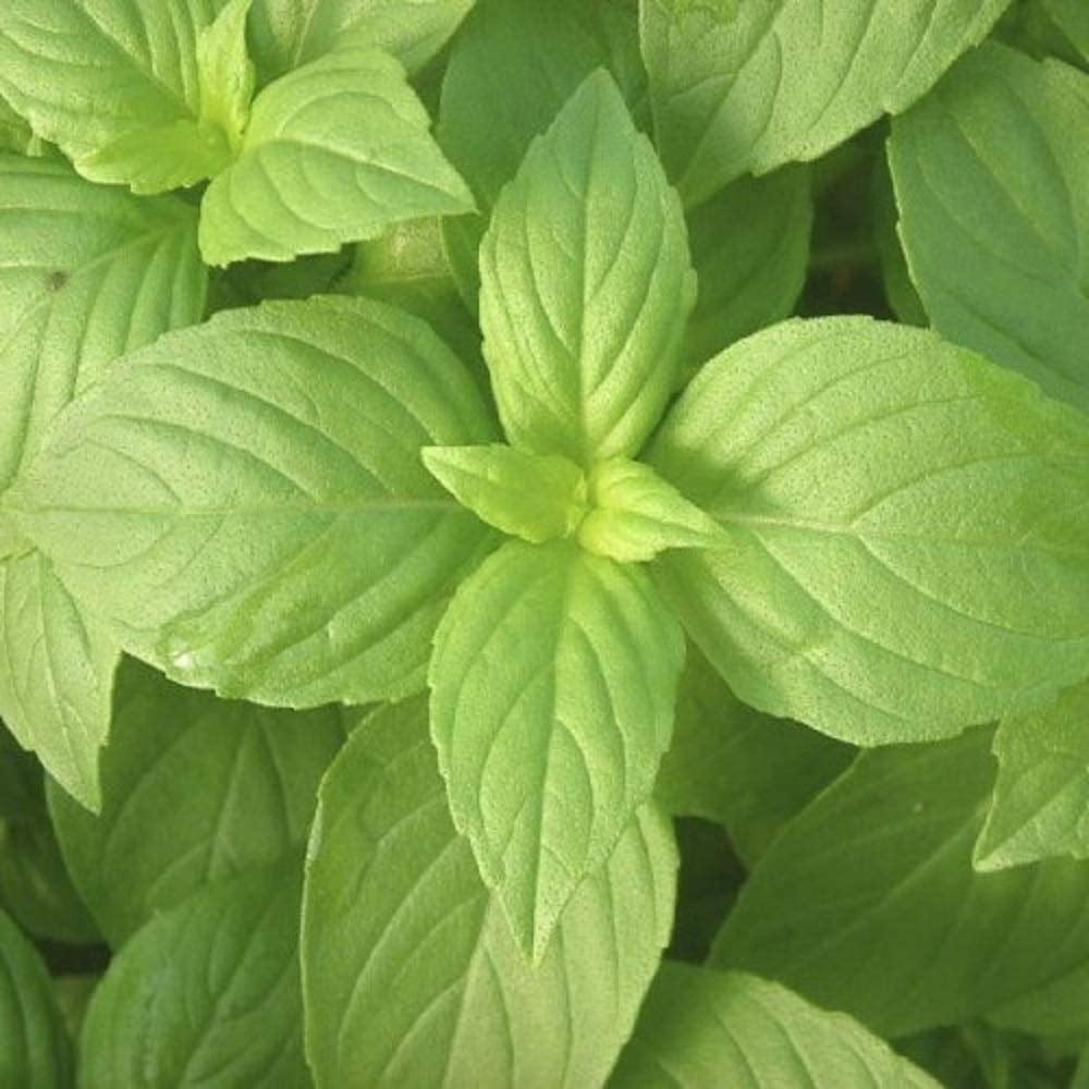 Lemon Basil Seed Non GMO Country Creek LLC