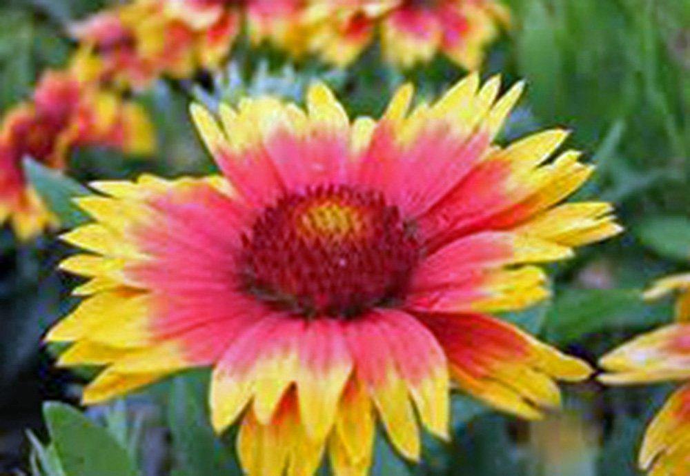 Gaillardia seeds for discount sale