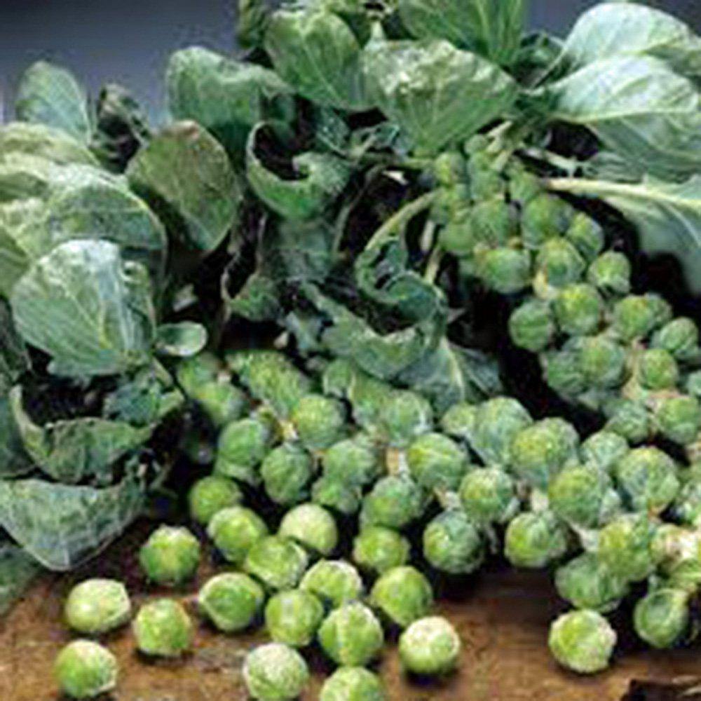 Brussel Sprouts Seed, Long Island, Heirloom, NON GMO Seeds, a Garden Delight