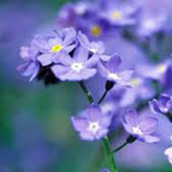 purple forget me not flower