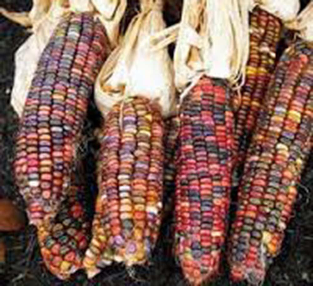 Indian Rainbow Corn