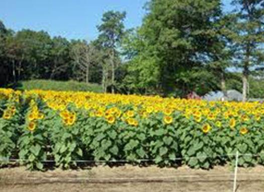 Russian mammoth store sunflower