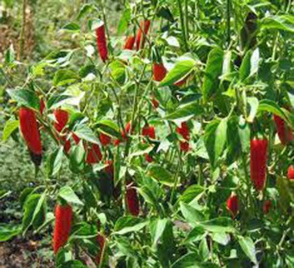 Serrano Tampiqueño Pepper Seeds