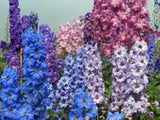 LARKSPUR, GIANT IMPERIAL SEEDS ORGANIC NEWLY HARVESTED, A GREAT CUT FLOWER - Country Creek LLC