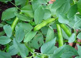 BEAN, FORDHOOK LIMA BUSH,HEIRLOOM, ORGANIC, NON GMO SEEDS, GREAT NUTTY  & BUTTERY TASTE - Country Creek LLC