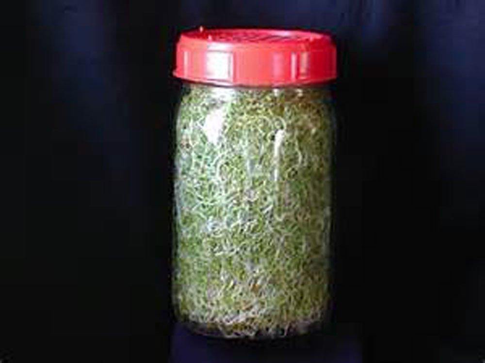 BROCCOLI- Organic, Non-GMO Seeds For Sprouting Sprouts Microgreens Country Creek LLC. Brand. - Country Creek LLC