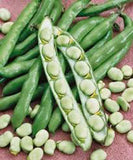 BEAN, FORDHOOK LIMA BUSH,HEIRLOOM, ORGANIC, NON GMO SEEDS, GREAT NUTTY  & BUTTERY TASTE - Country Creek LLC