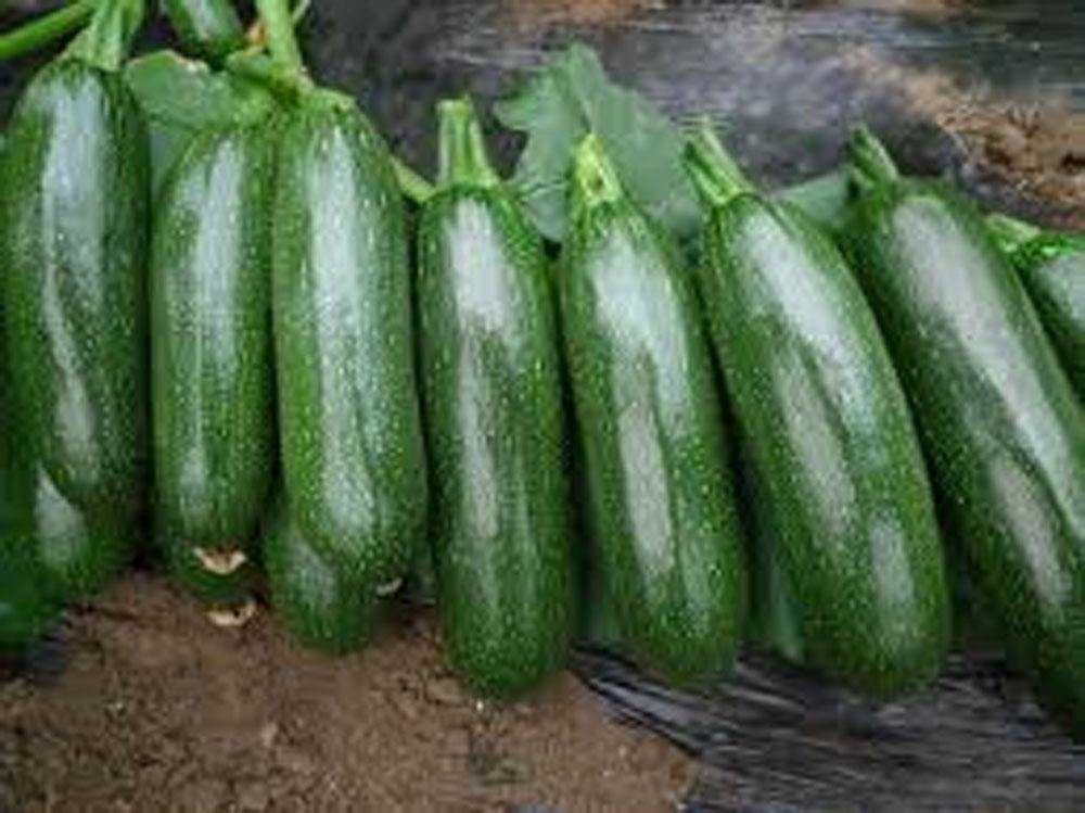 SQUASH,SQUASH LONG DARK GREEN SEEDS, HEIRLOOM, ORGANIC, 20 SEEDS, NON GMO . - Country Creek LLC