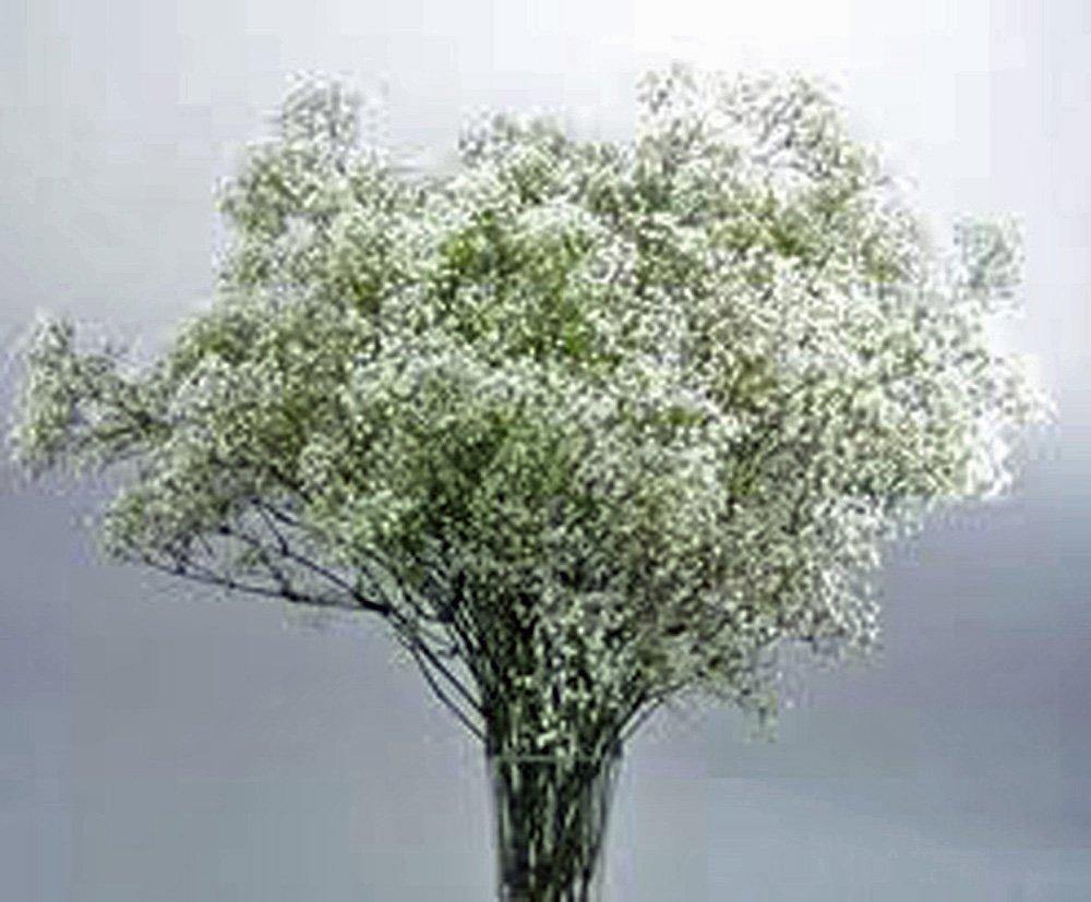 Baby's Breath 100+ Seeds Organic Newly Harvested, Beautiful Snow Like Blooms