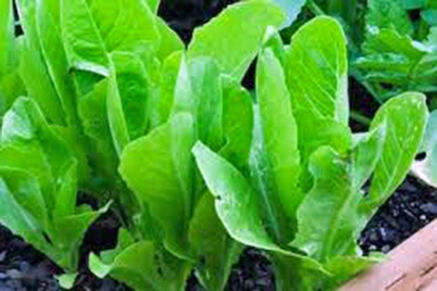 Lettuce Garden Collection, Heirloom Seeds, 6 Top Varieties – Country ...