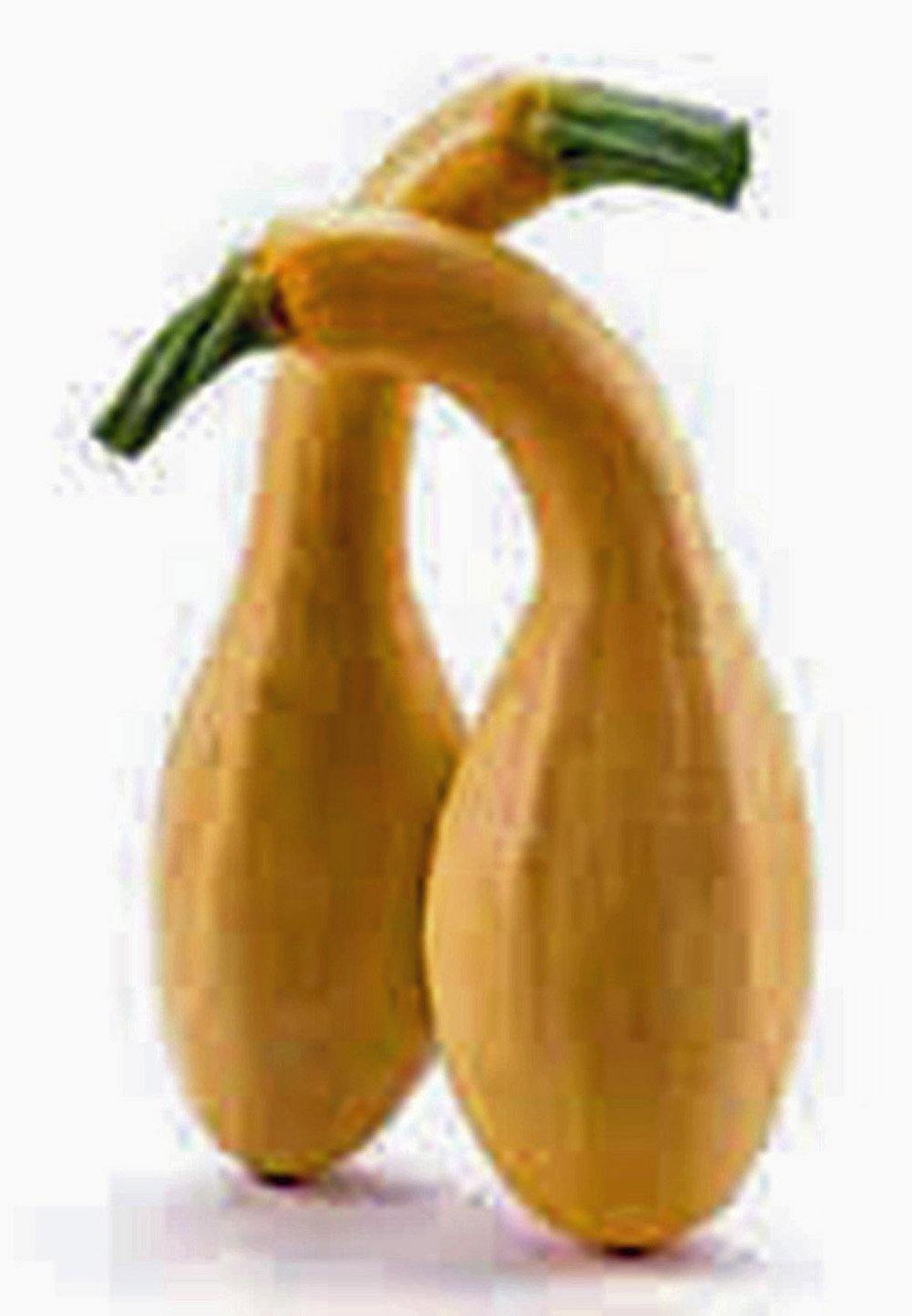 Squash Seeds,golden Crookneck Squash, Heirloom, Organic, 100 Seeds,non Gmo - Country Creek LLC