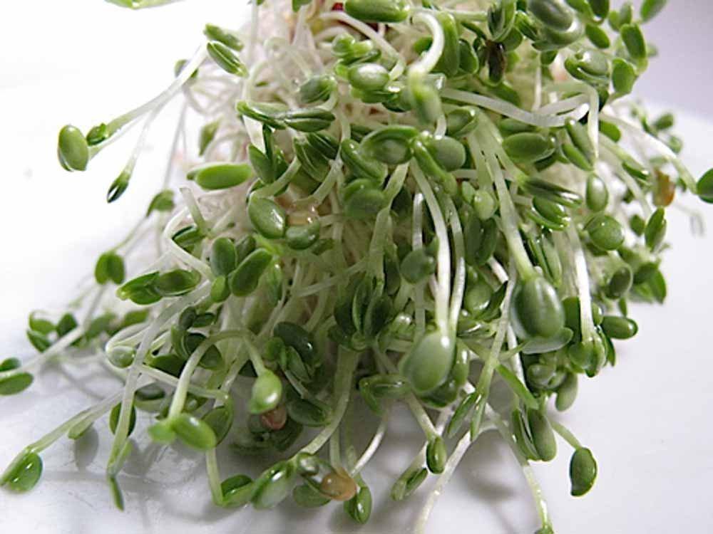 Clover, Red Sprouting Clover, seeds per pack, NON GMO, Clover sprouts ...