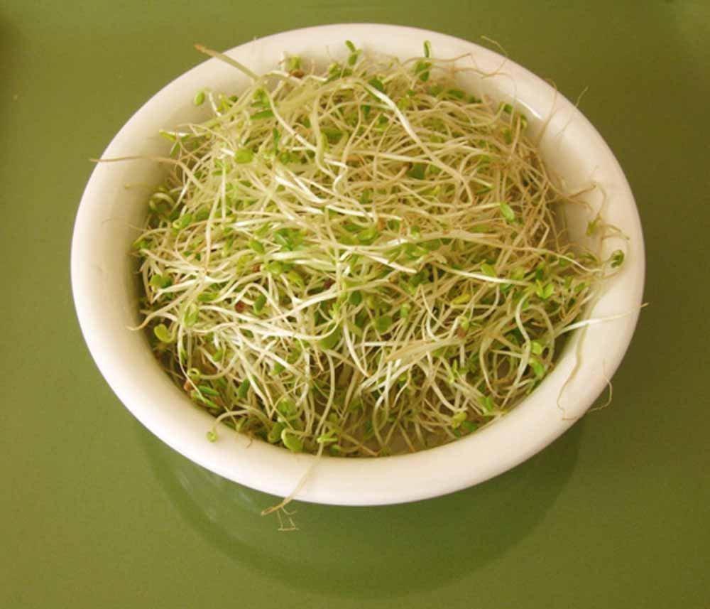 Clover, Red Sprouting Clover, seeds per pack, NON GMO, Clover sprouts ...