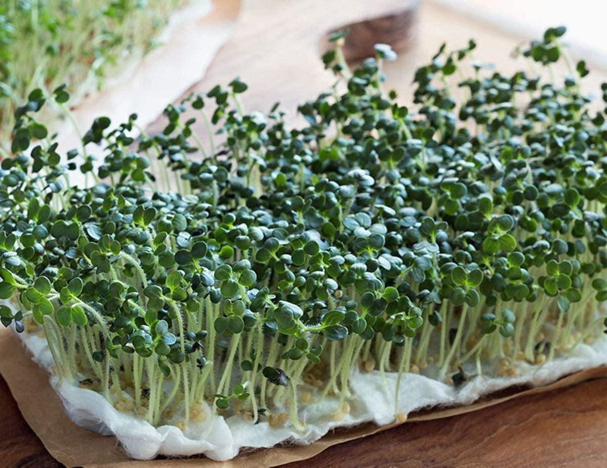 Alfalfa Seeds vs Garden Cress: What is the difference?