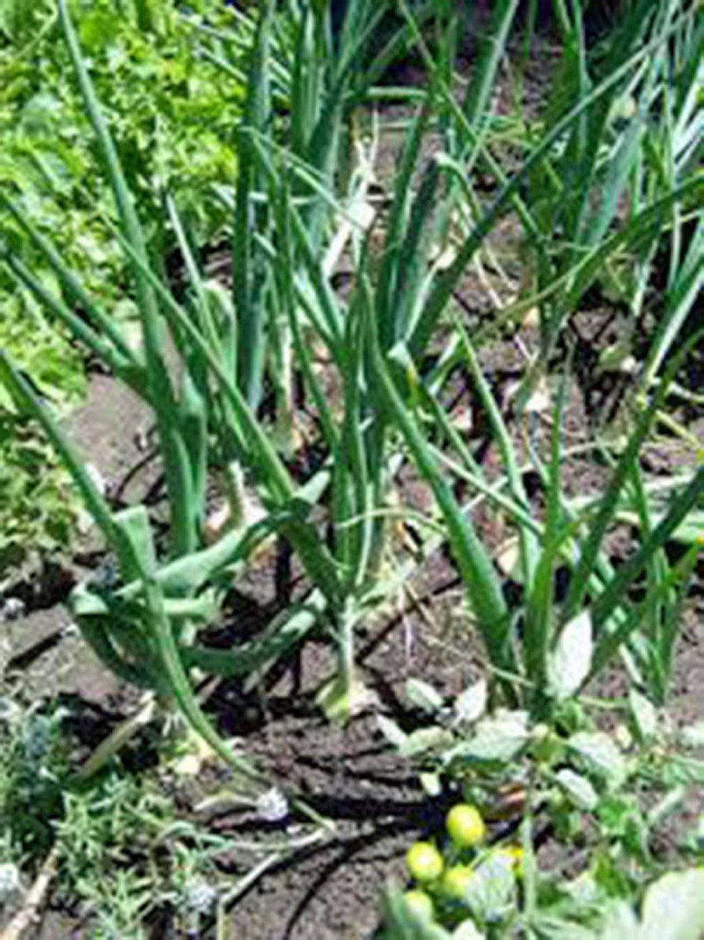 yellow onion plants