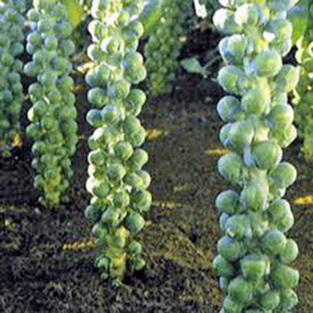 Brussel Sprouts Seed, Long Island, Heirloom, NON GMO Seeds, a Garden Delight