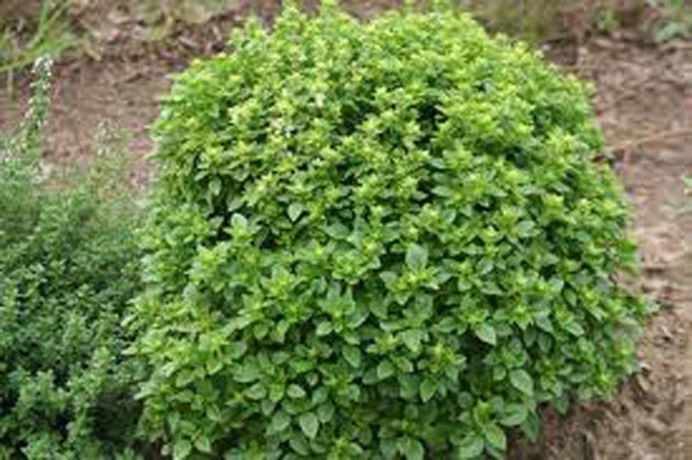 Basil Seeds , Italian Large Leaf, Heirloom, Organic , NON GMO Seeds, Great For Fresh/ Dried Herb - Country Creek LLC