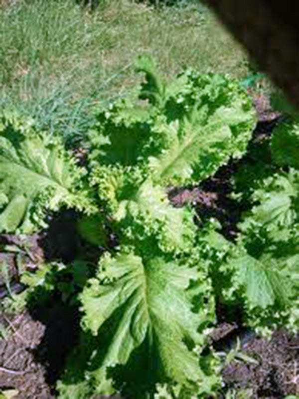 Southern Giant Curled Mustard Greens