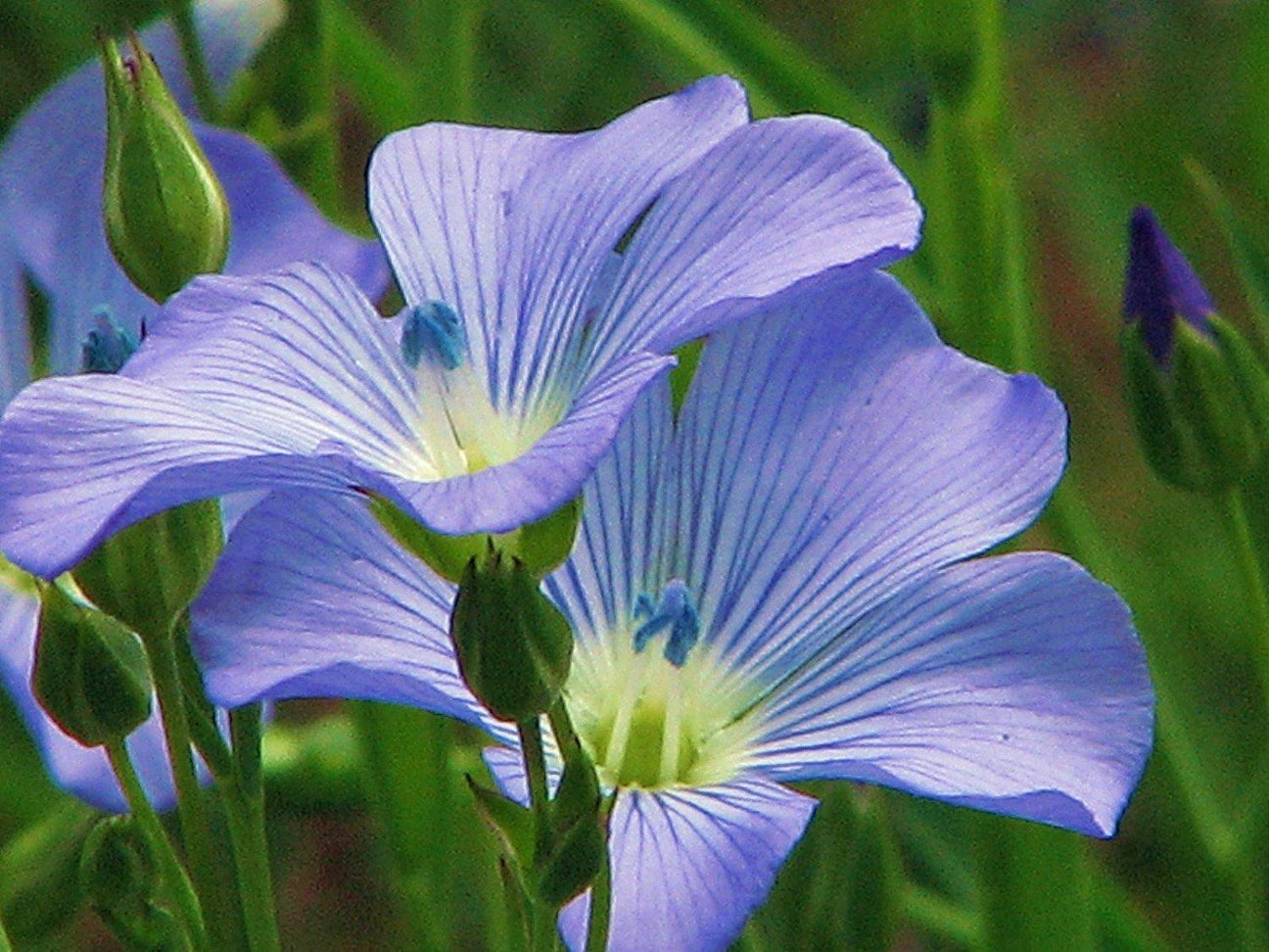 Blue Flax Seed Flower Seeds Beautiful Striking Blue Flax Flowers Country Creek Llc 0612