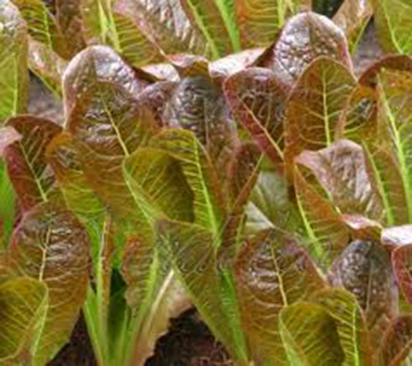 red lettuce plants
