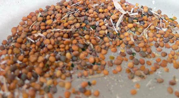 Arugula, Roquette - Morgan County Seeds