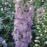 LARKSPUR, GIANT IMPERIAL SEEDS ORGANIC NEWLY HARVESTED, A GREAT CUT FLOWER - Country Creek LLC