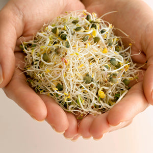 Alfalfa Sprout Seed, Sprouts, Heirloom - Country Creek LLC