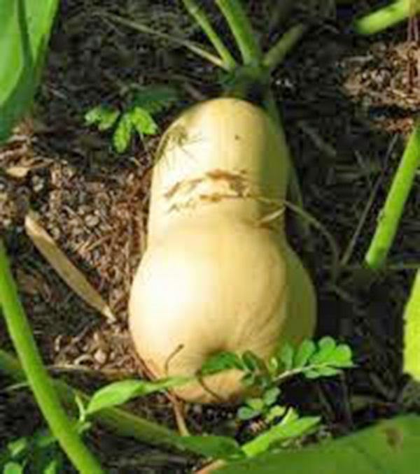 SQUASH SEEDS ,  WALTHAM BUTTERNUT SQUASH , HEIRLOOM, ORGANIC, NON-GMO SEEDS, SIMPLY DELICIOUS - Country Creek LLC