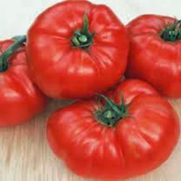 Tres Cantos Beefsteak Tomato Seeds - Price €1.95