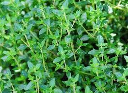 Thyme Herb Seed, Non-GMO, One of The Most Useful Herbs for The Kitchen